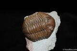 Dark Color D Asaphus Lepidurus Trilobite #464-2